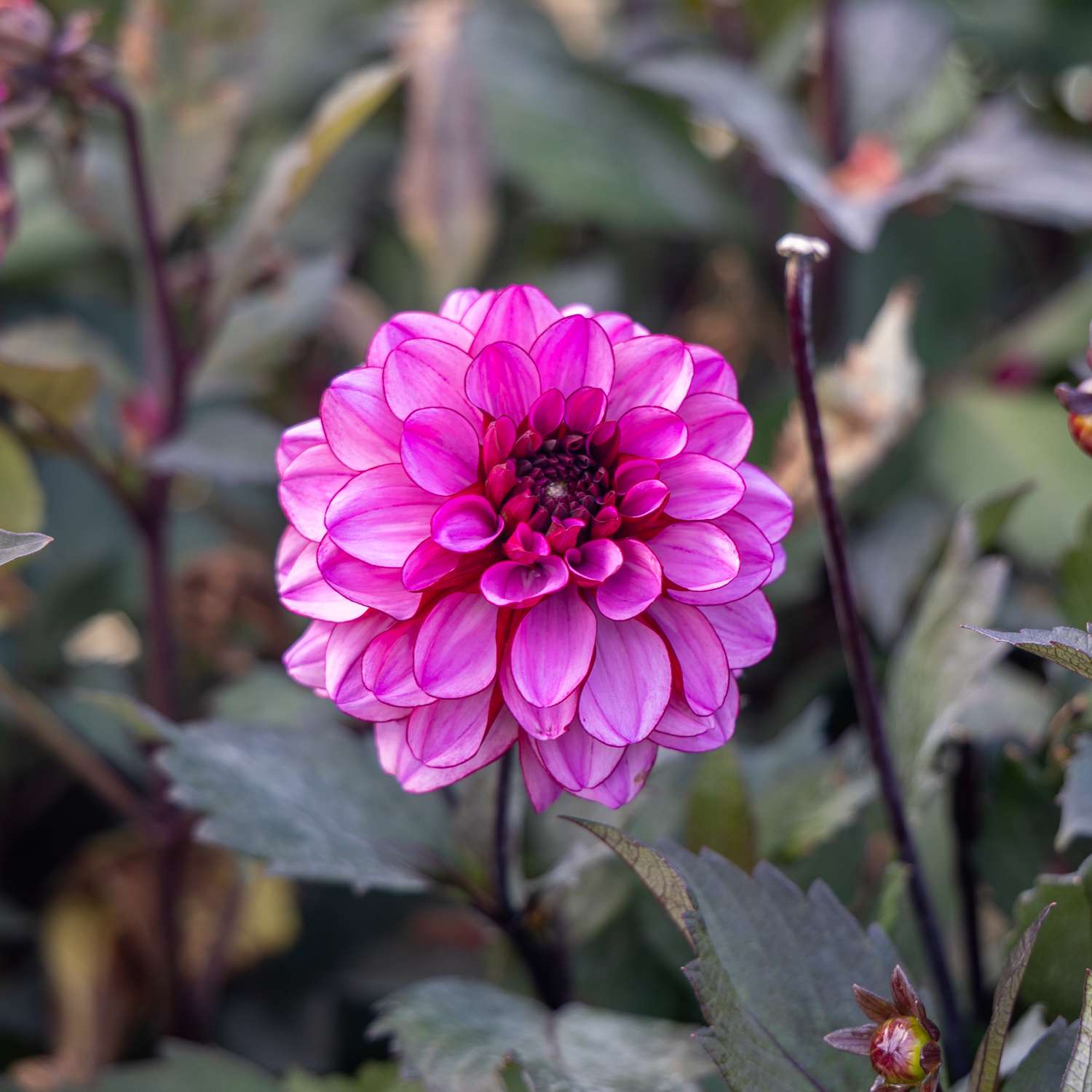 Dahlia 'Melissa Anna Marijke'
